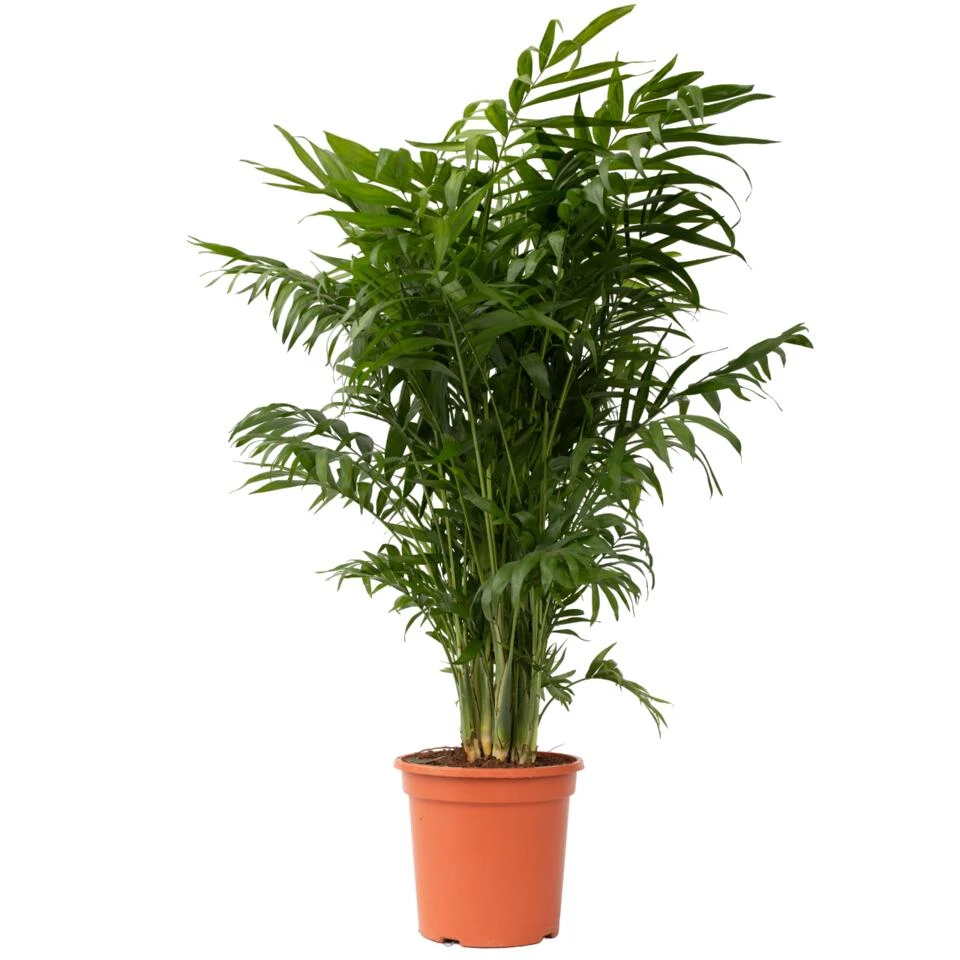 Mexicaanse Dwergpalm - Compact Groeiende Groene Palm - Pot 20cm - Hoogte 80-90cm 1 Mexicaanse Dwergpalm - Compact Groeiende Groene Palm - Pot 20cm - Hoogte 80-90cm