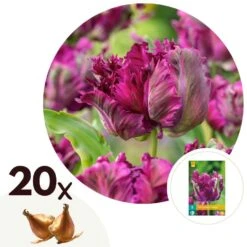 Tulipa Parrot Negrita - Bloembollen X20 - Tulp - Donkerpaars