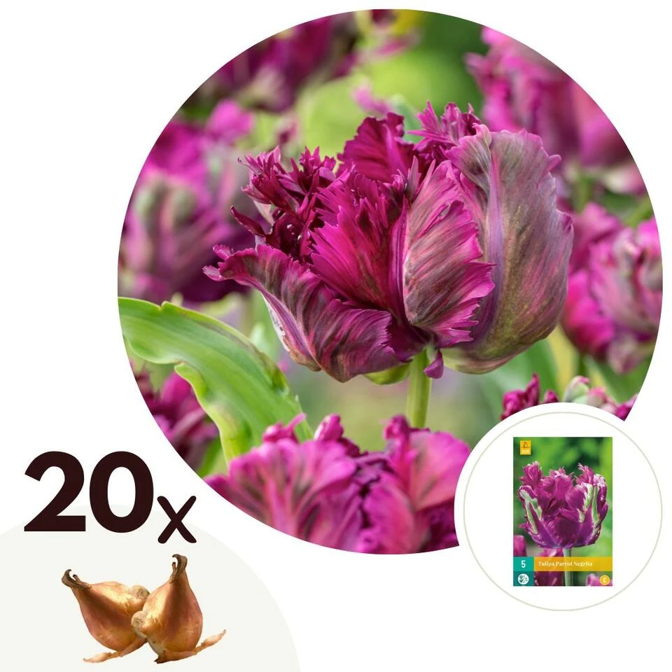 Tulipa Parrot Negrita - Bloembollen X20 - Tulp - Donkerpaars 1 Tulipa Parrot Negrita - Bloembollen X20 - Tulp - Donkerpaars