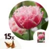 Tulipa Queensland - Bloem Bollen X15 - Tulp - Roze Wit -Goedkope Planten winkel 1000100295