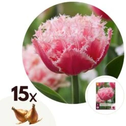 Tulipa Queensland - Bloem Bollen X15 - Tulp - Roze Wit
