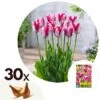 Tulipa Mata Hari - Bloembollen X30 - Tulp - Roze, Wit
