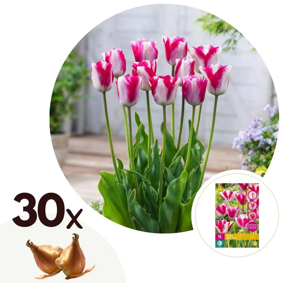 Tulipa Mata Hari - Bloembollen X30 - Tulp - Roze, Wit 1 Tulipa Mata Hari - Bloembollen X30 - Tulp - Roze, Wit