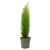 Cupressus Sempervirens - Toscaanse Cipres - Pot 19cm - Hoogte 70-80cm -Goedkope Planten winkel 1000100301