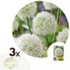 Allium Mount Everest - Bloembollen X3 - Allium - Wit 8 Allium Mount Everest - Bloembollen X3 - Allium - Wit -Goedkope Planten winkel 1000100302
