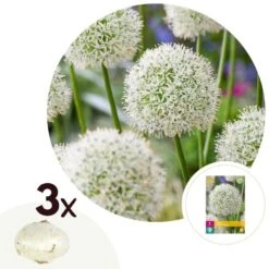 Allium Mount Everest - Bloembollen X3 - Allium - Wit