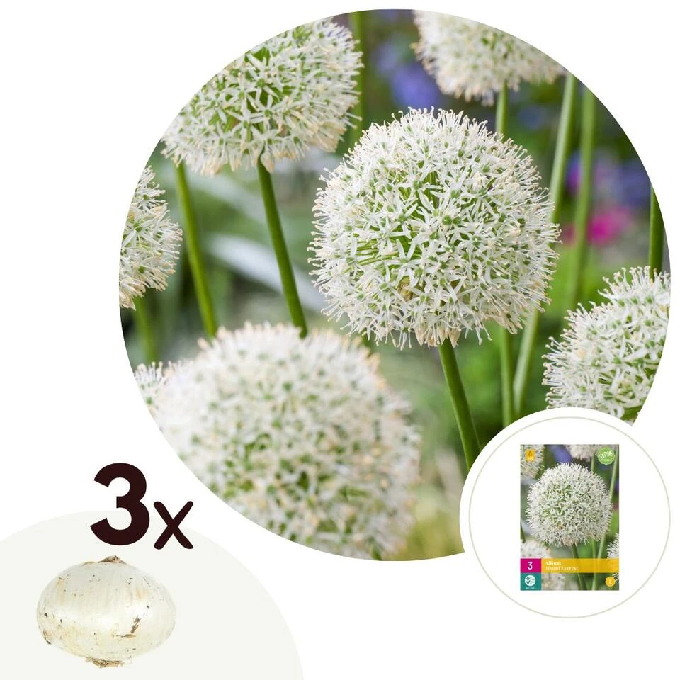 Allium Mount Everest - Bloembollen X3 - Allium - Wit 1 Allium Mount Everest - Bloembollen X3 - Allium - Wit