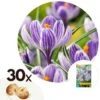 Plant In A Box - Crocus Pickwick - Bloembollen X30 - Krokus