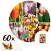 Plant In A Box - Tulipa Flaming Beauty Mix - Tulpenbollen X60 - Bloembollen -Goedkope Planten winkel 1000100305