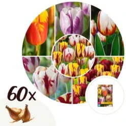 Plant In A Box - Tulipa Flaming Beauty Mix - Tulpenbollen X60 - Bloembollen
