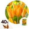 Tulipa Praestans Shogun - Bloembollen X40 - Tulp - Oranje -Goedkope Planten winkel 1000100306