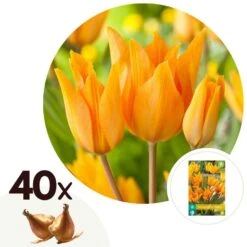 Tulipa Praestans Shogun - Bloembollen X40 - Tulp - Oranje