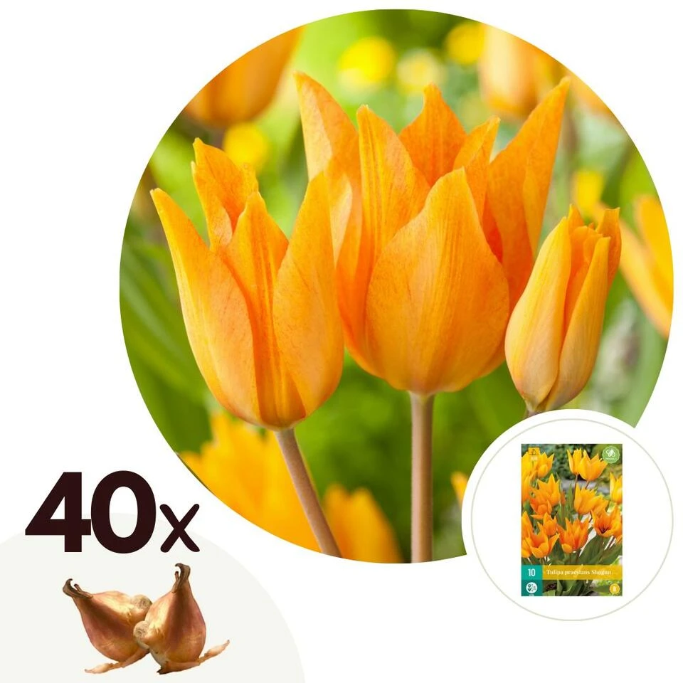 Tulipa Praestans Shogun - Bloembollen X40 - Tulp - Oranje 1 Tulipa Praestans Shogun - Bloembollen X40 - Tulp - Oranje
