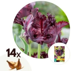 Tulipa Black Parrot - Bloembollen X14 - Parkiettulp - Paars