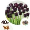 Tulipa Queen Of The Night X40 - Zwarte Tulp - Bloembollen - Winterhard -Goedkope Planten winkel 1000100319