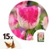 Tulipa Cabanna - 15x Tulpenbollen - Roze / Wit -Goedkope Planten winkel 1000100320