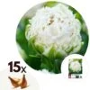 Tulipa Snow Crystal - Bloembollen X15 - Tulp - Wit -Goedkope Planten winkel 1000100321