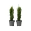 Cupressus Sempervirens - Set Van 2 - Cipres - Pot 19cm - Hoogte 70-80cm -Goedkope Planten winkel 1000100322