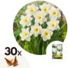 Narcissus Mount Hood X30 - Narcisbollen - Winterharde Bloembollen 9 Narcissus Mount Hood X30 - Narcisbollen - Winterharde Bloembollen -Goedkope Planten winkel 1000100332