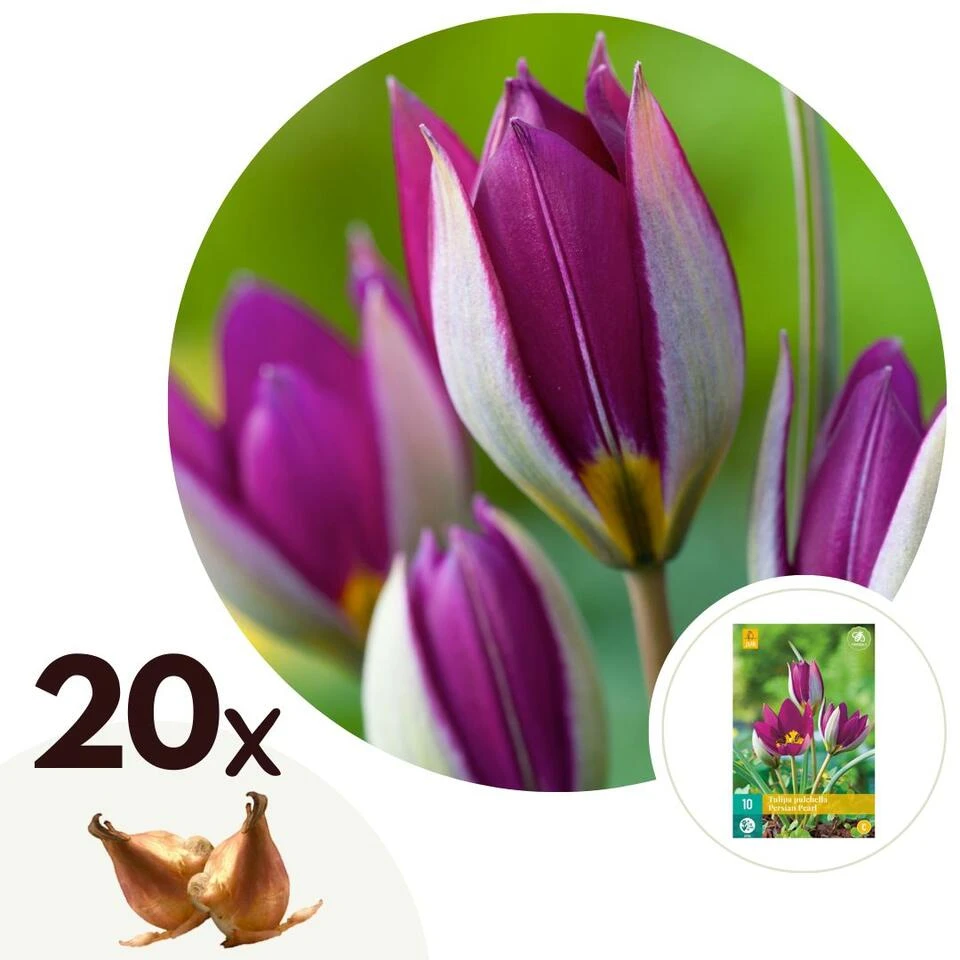 Tulipa Pulchella Persian Pearl - Bloembollen X20 - Tulp - Paars 1 Tulipa Pulchella Persian Pearl - Bloembollen X20 - Tulp - Paars