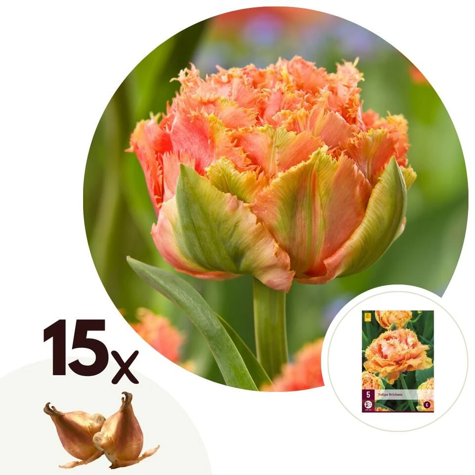 Tulipa Brisbane - Bloem Bollen X15 - Tulp - Roze 1 Tulipa Brisbane - Bloem Bollen X15 - Tulp - Roze