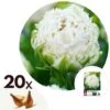 Tulipa Snow Crystal - Bloembollen X20 - Tulp - Wit -Goedkope Planten winkel 1000100345
