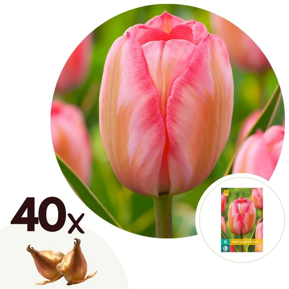 Plant In A Box - Tulipa Design Impression - Bloem Bollen X40 - Tulp - Roze 1 Plant In A Box - Tulipa Design Impression - Bloem Bollen X40 - Tulp - Roze