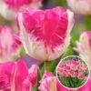 Tulipa Cabanna - X10 - Tulpenbollen - Roze / Wit -Goedkope Planten winkel 1000100350