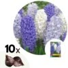 Hyacinthus Blue Water Mix X10 - Hyacint - Winterharde Bloembollen 8 Hyacinthus Blue Water Mix X10 - Hyacint - Winterharde Bloembollen -Goedkope Planten winkel 1000100351