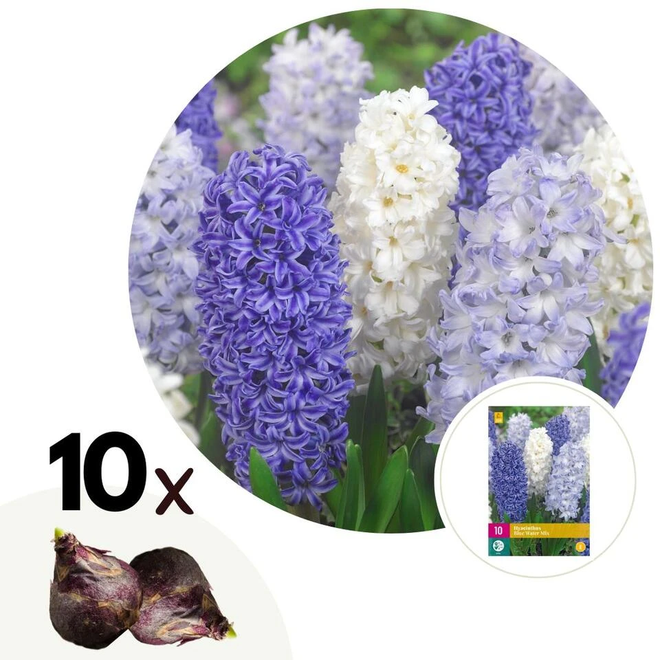 Hyacinthus Blue Water Mix X10 - Hyacint - Winterharde Bloembollen 1 Hyacinthus Blue Water Mix X10 - Hyacint - Winterharde Bloembollen