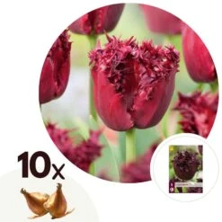 Tulipa Labrador - Bloembollen X10 - Tulp - Donkerpaars