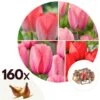 Plant In A Box - Tulipa Pink & Red Mix - Bloembollen X160 - Tulp - Roze / Rood
