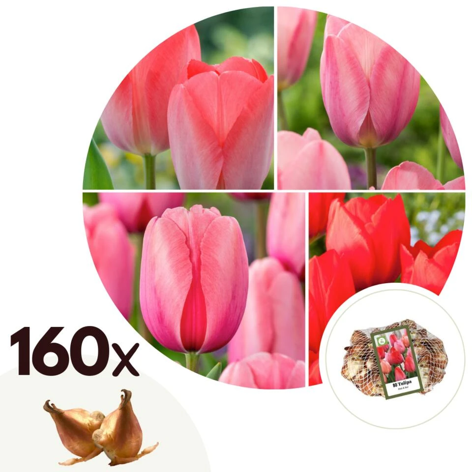 Plant In A Box - Tulipa Pink & Red Mix - Bloembollen X160 - Tulp - Roze / Rood 1 Plant In A Box - Tulipa Pink & Red Mix - Bloembollen X160 - Tulp - Roze / Rood