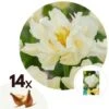 Tulipa Northcap - Bloem Bollen X14 - Tulp - Wit 8 Tulipa Northcap - Bloem Bollen X14 - Tulp - Wit -Goedkope Planten winkel 1000100364