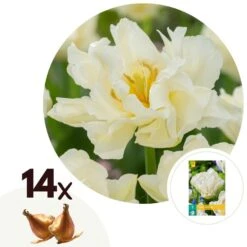 Tulipa Northcap - Bloem Bollen X14 - Tulp - Wit