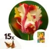 Tulipa Flaming Parrot - Bloembollen X15 - Tulp - Parkiettulp -Goedkope Planten winkel 1000100367