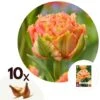 Tulipa Brisbane - Bloem Bollen X10 - Tulp - Roze -Goedkope Planten winkel 1000100371