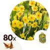 Narcissus Golden Dawn X80 - Narcisbollen - Meerjarige Winterharde Bloembollen -Goedkope Planten winkel 1000100372