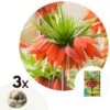 Plant In A Box - Fritillaria Rubra - Bloembollen X3 - Rode Kievietsbloem -Goedkope Planten winkel 1000100384