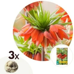 Plant In A Box - Fritillaria Rubra - Bloembollen X3 - Rode Kievietsbloem
