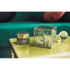 3x Tillandsia In Hangglas – Luchtplantjes – ⌀07 Cm - ↕16 Cm -Goedkope Planten winkel 1110602717 0102