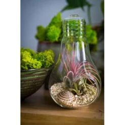 3x Tillandsia In Hangglas – Luchtplantjes – ⌀07 Cm - ↕16 Cm -Goedkope Planten winkel 1110602717 0103