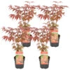 4x Acer Atropurpureum- Japanse Esdoorn - ⌀10,5 Cm - ↕25-30 Cm -Goedkope Planten winkel 1114906466