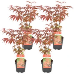 4x Acer Atropurpureum- Japanse Esdoorn - ⌀10,5 Cm - ↕25-30 Cm