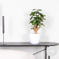 Goedkope Planten winkel -Goedkope Planten winkel 1115957086 0101