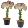 2x Euphorbia Lactea 'Cristata' - Cactus ⌀11 Cm - ↕30 Cm -Goedkope Planten winkel 1130976902