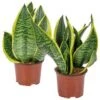 2x Sansevieria 'Laurentii' – Vrouwentong – ⌀12cm – ↕25-35 Cm -Goedkope Planten winkel 1142606879