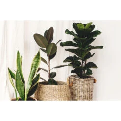 2x Ficus Lyrata 'Bambino' - Vioolbladplant - ⌀ 17 Cm - ↕ 50-60 Cm -Goedkope Planten winkel 1142998458 0102