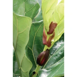 2x Ficus Lyrata 'Bambino' - Vioolbladplant - ⌀ 17 Cm - ↕ 50-60 Cm -Goedkope Planten winkel 1142998458 0103