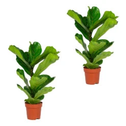 2x Ficus Lyrata 'Bambino' - Vioolbladplant - ⌀ 17 Cm - ↕ 50-60 Cm